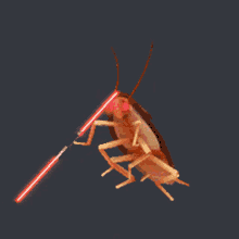 Spiritus Cockroach GIF - Spiritus Cockroach Spinning GIFs