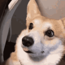 Funny Dog Dog GIF - Funny Dog Dog Shocked GIFs