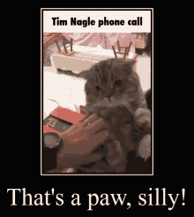 Tim Nagle Cat GIF - Tim Nagle Cat Phone GIFs