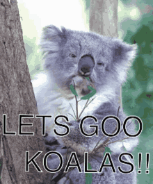 bear koala