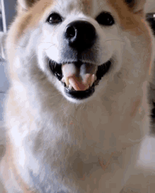 Doge Shiba Inu GIF - Doge Dog Shiba Inu GIFs