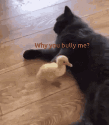 A Bully Cat GIF - A Bully Cat GIFs