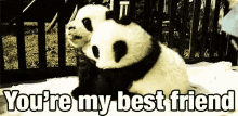 panda baby hug best friend happy panda baby hug best friend happy