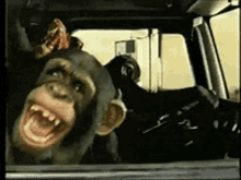Monkey Animals GIF - Monkey Animals GIFs