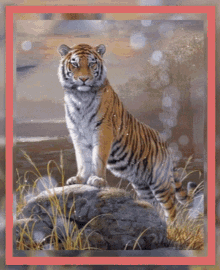 Tiger Animal GIF - Tiger Animal Enjoy GIFs