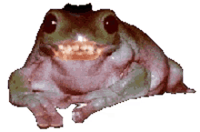 scary teeth frog frogs meme