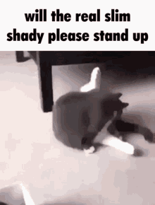 Cat Slim Shady GIF - Cat Slim Shady Slim Shady Cat GIFs
