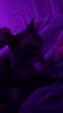 Cat Cute Aesthetic GIF - Cat Cute Aesthetic Purple GIFs