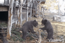 bear playing