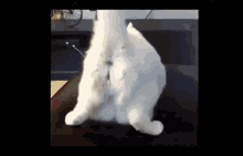 Look At My Butt Cat Twerking GIF - Look At My Butt Cat Twerking Robotic Dog Twerking GIFs