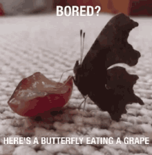 Butterfly Grape GIF - Butterfly Grape Eating GIFs