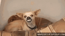 Chihuahua Dogs GIF - Chihuahua Dogs Funny Animals GIFs