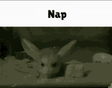 jerboa roingus nap