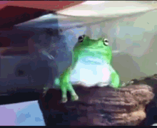 Frog Bite GIF - Frog Bite GIFs