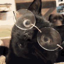Cat Cats GIF - Cat Cats Catsoftheinternet GIFs