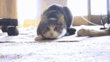 Wiggle Cute Cat GIF - Wiggle Cute Cat Dancing GIFs
