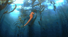 Seahorse Jungle GIF - Purenaturespecials Saltylove Kelpforest GIFs