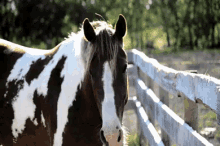 horse horses equine