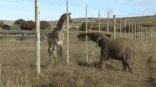 Elephant Trunk GIF - Elephant Trunk Giraffe GIFs
