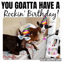 Birthday Celebration GIF - Birthday Celebration Animal GIFs