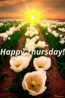 Thursday Tulips GIF - Thursday Tulips Tulip GIFs