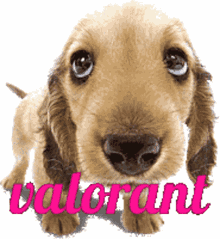 cute dog cute dog