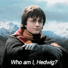 Harry Potter Who Am I GIF - Harry Potter Who Am I Hedwig GIFs