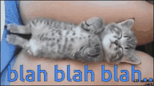 Blah Blah Blah Kitten GIF - Blah Blah Blah Kitten Cat GIFs