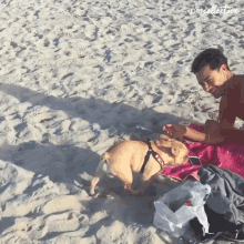 Beach Sand GIF - Beach Sand Petting GIFs