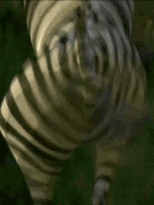 Zebra GIF - Zebra GIFs