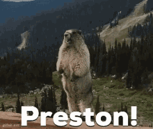 Preston Btb GIF - Preston Btb Preston GIFs