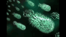 helocobacter pylori bacteria microscopic