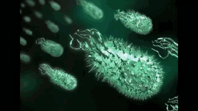 Helocobacter Pylori Bacteria GIF - Helocobacter Pylori Bacteria Microscopic  - Descubre & Comparte GIFs