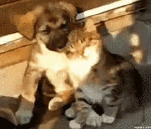 Cat Dog GIF - Cat Dog Pet GIFs