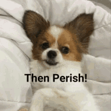 Perish Dog GIF - Perish Dog Then GIFs