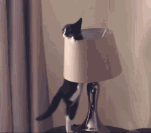 Cat Cat Lamp GIF - Cat Cat Lamp Cat Fail GIFs