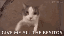 Give Me All The Besitos Give Me All The Kisses GIF - Give Me All The Besitos Give Me All The Kisses Cat GIFs