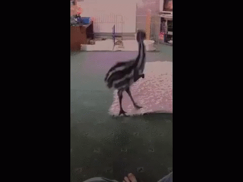 emu-wants-to-be-friends.gif
