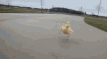 Ducky Running GIF - Ducky Running Duckling GIFs