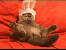 Cat Relax GIF - Cat Relax Bunny GIFs
