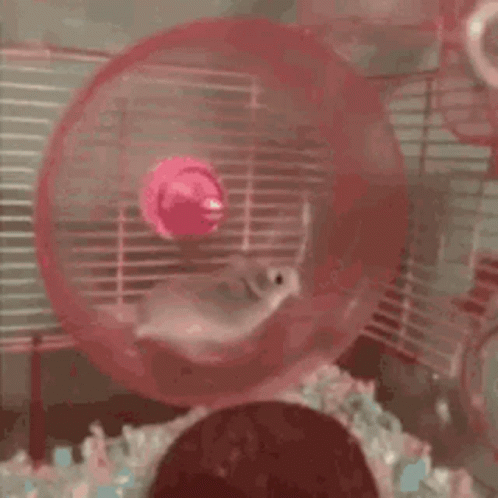 hamster,Hamster Wheel,spin,running,fail,gif,animated gif,gifs,meme.