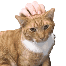 head scratch bond cole and marmalade head pats massaging head