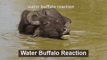Water Buffalo Water Buffalo Reaction GIF - Water Buffalo Water Buffalo Reaction Buffalo In Water GIFs