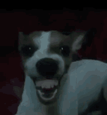 Beomkyuta Cachorro Rindo GIF - Beomkyuta Cachorro Rindo Dog Laughing GIFs