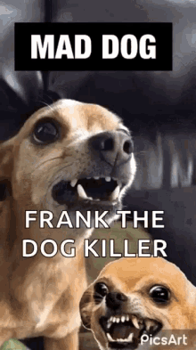 Mad Dog Killer Dog GIF - Mad Dog Killer Dog Dogs GIFs
