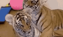 tigers cubs cute