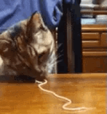 Cats Love Spaghetti GIF - Cat Pasta Spaghetti GIFs