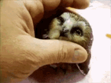 birds bird owl babyowl babybird