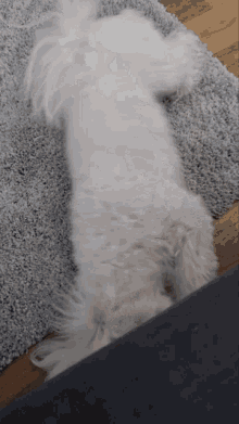 Pixelthecoconutpie Pixel_what GIF - Pixelthecoconutpie Pixel_what White Dog GIFs