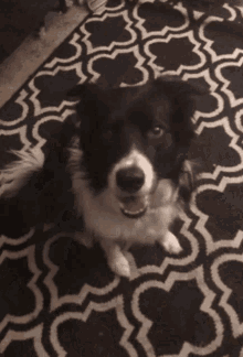 Excited Dance GIF - Excited Dance Dog GIFs